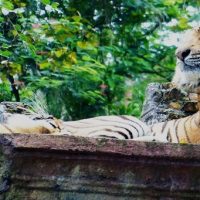 Safari Park Cisarua Bogor